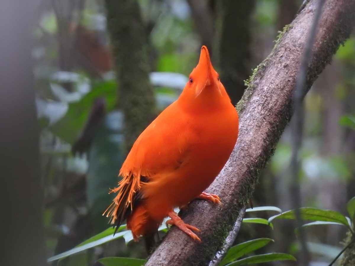 Guianan Cock-of-the-rock - ML647636056