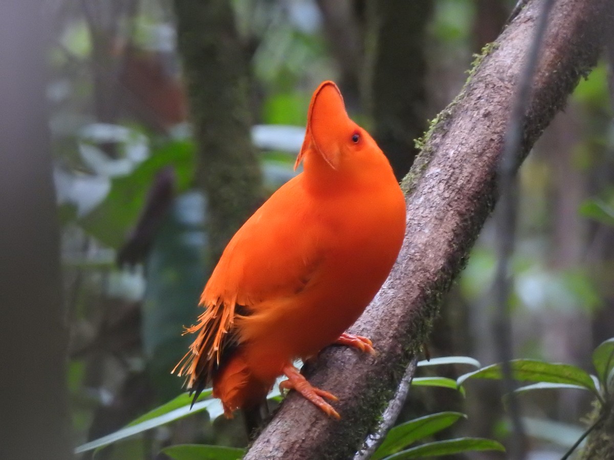 Guianan Cock-of-the-rock - ML647636058