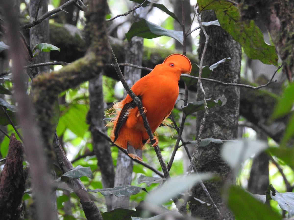Guianan Cock-of-the-rock - ML647636063