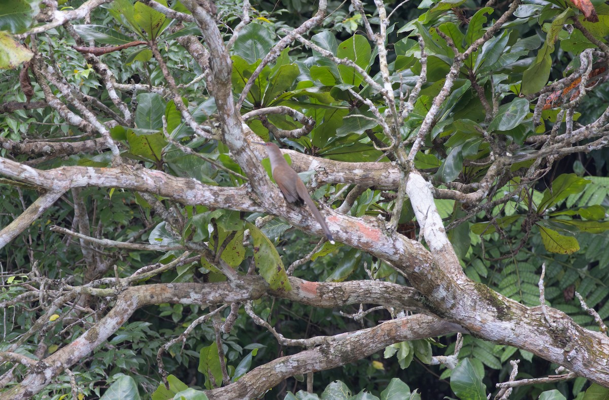 Puerto Rican Lizard-Cuckoo - ML647636079
