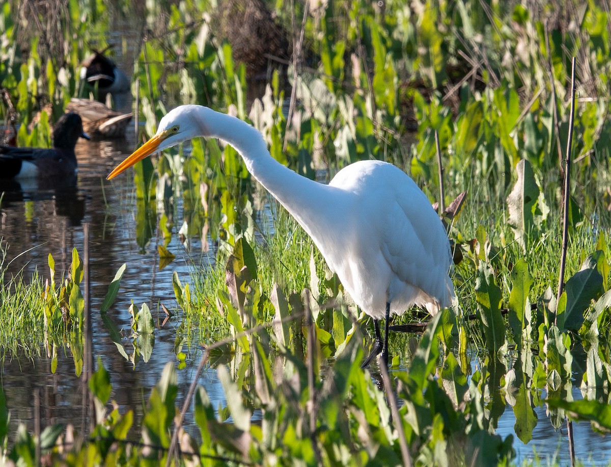 Koartza zuria - ML647636092