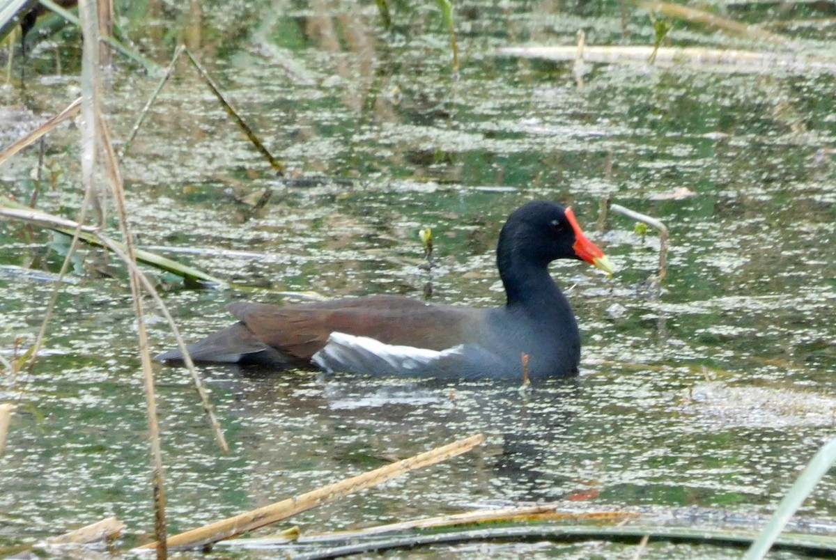 Amerika Sutavuğu - ML647636098