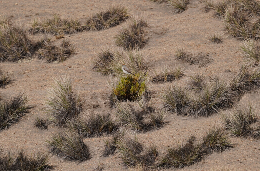Rufous-naped Ground-Tyrant - ML647636099