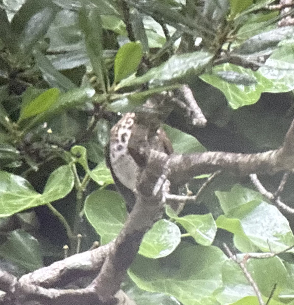 Hermit Thrush - ML647636101