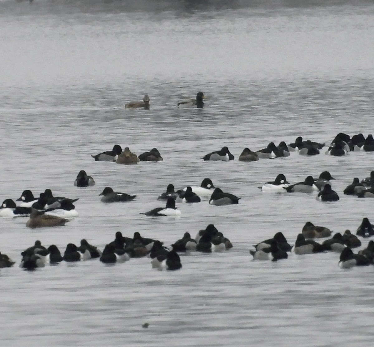 Common Goldeneye - ML647636103