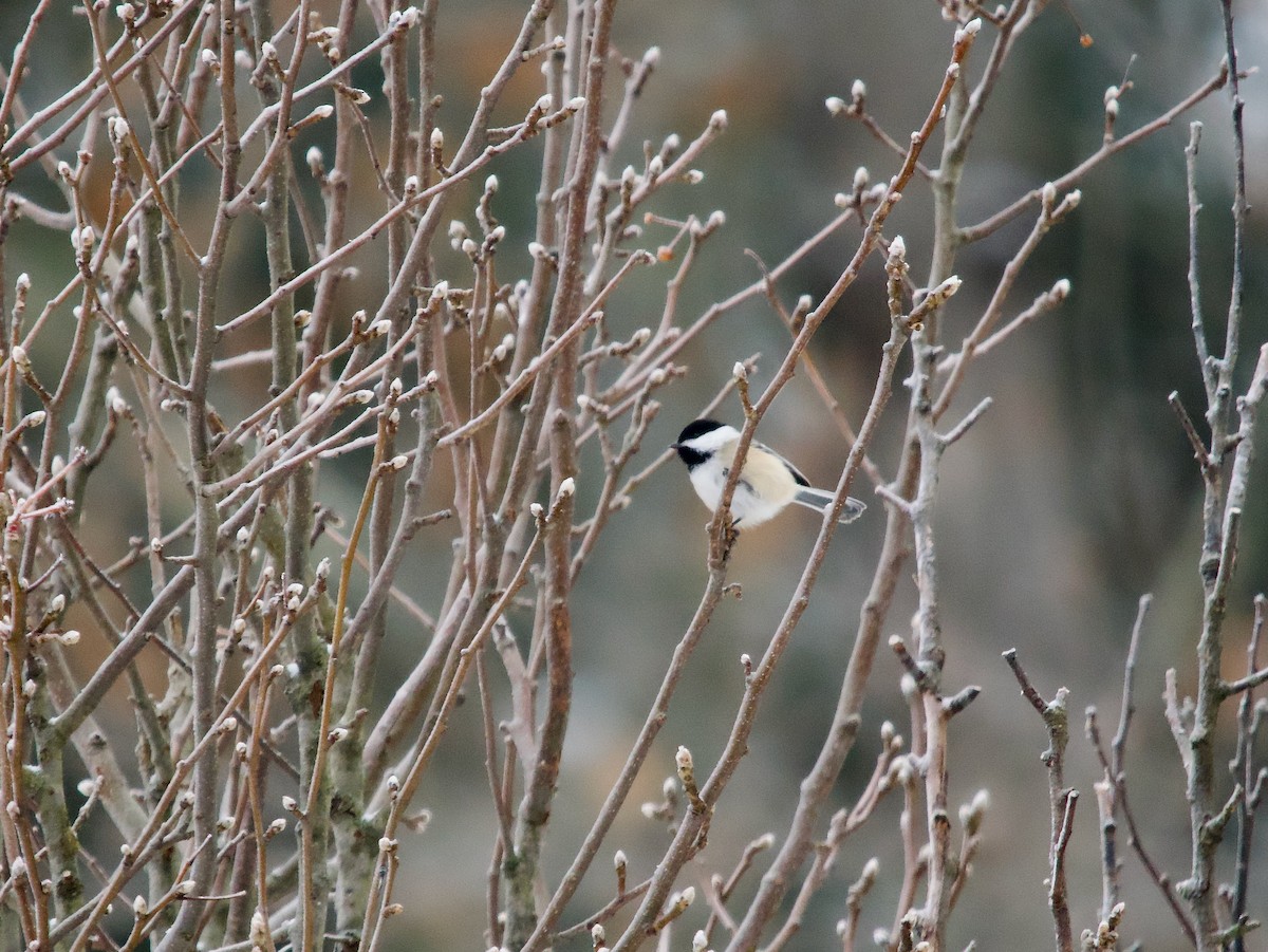 Black-capped Chickadee - ML647636104