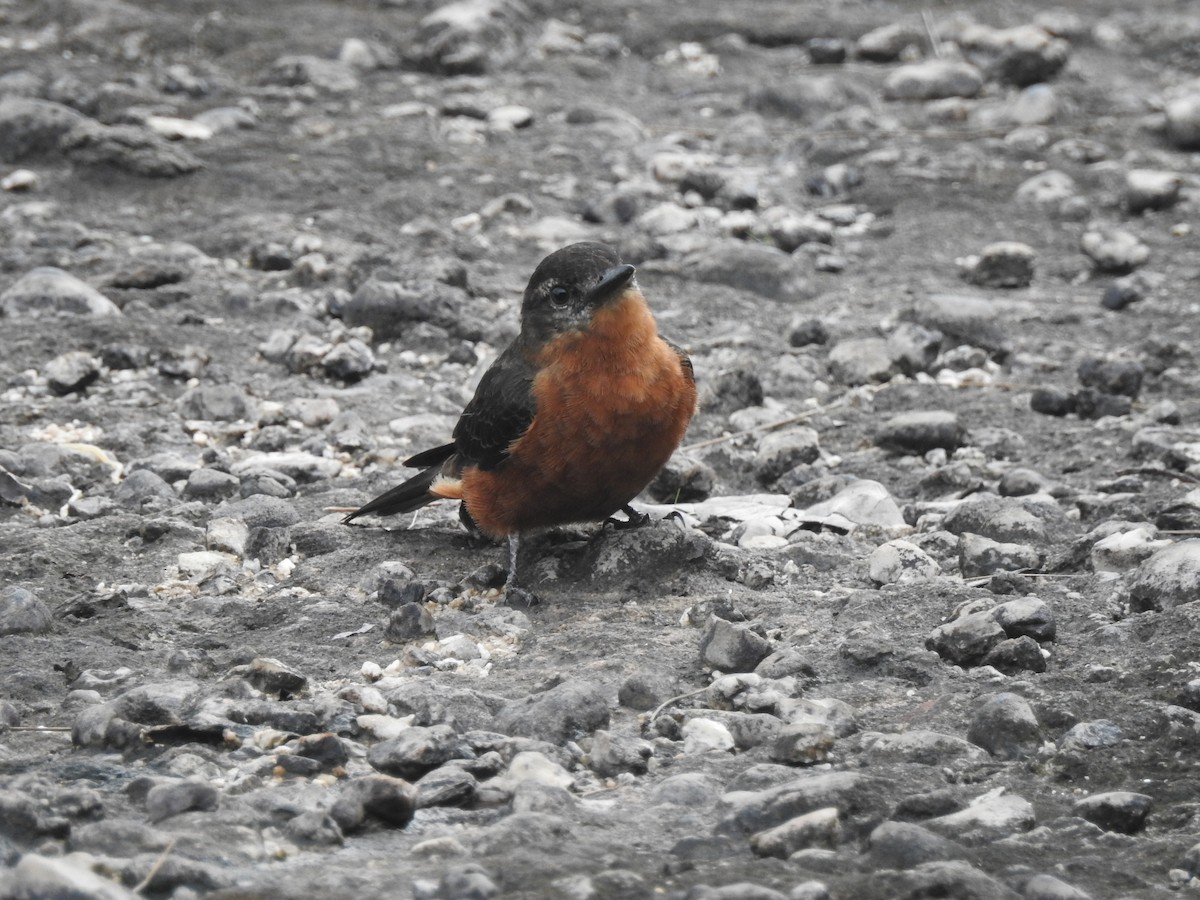 Cliff Flycatcher - ML647636105