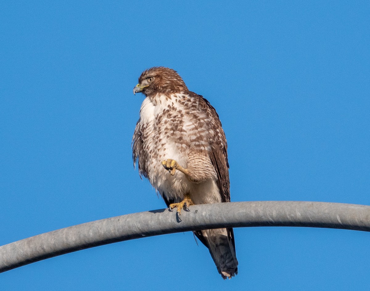 Red-tailed Hawk - ML647636106
