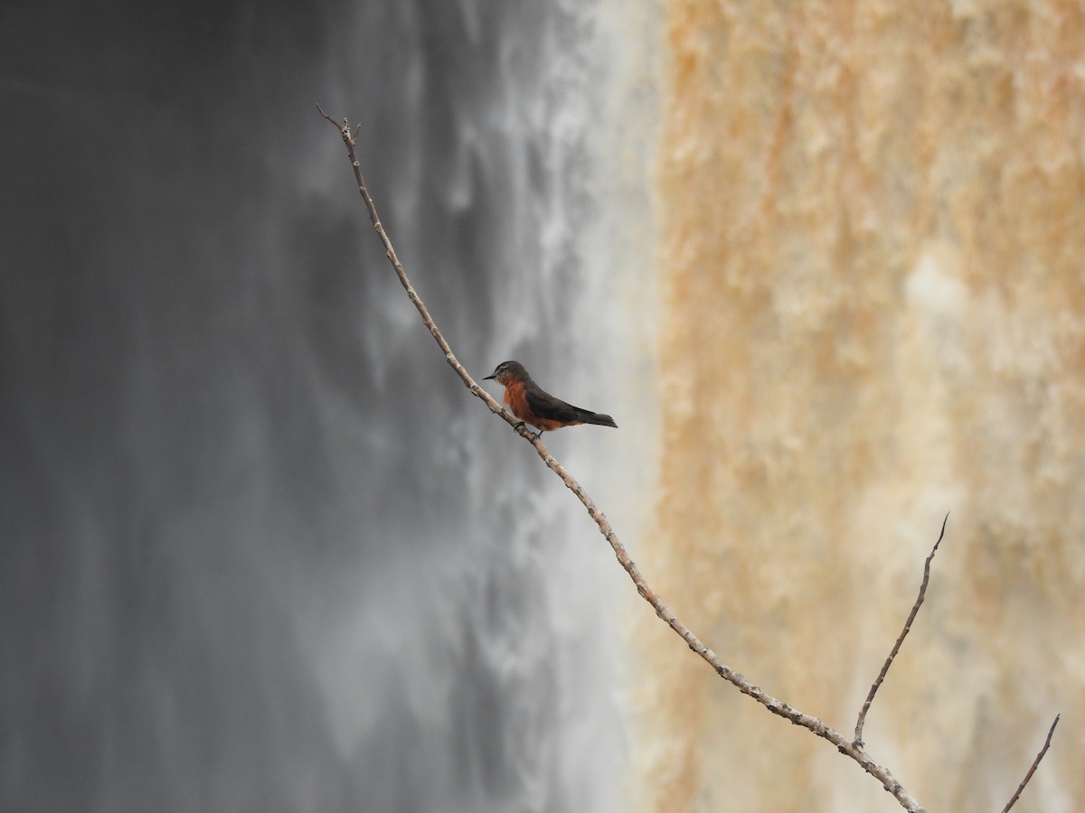 Cliff Flycatcher - ML647636109