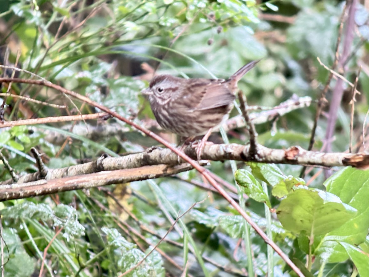 Song Sparrow - ML647636110