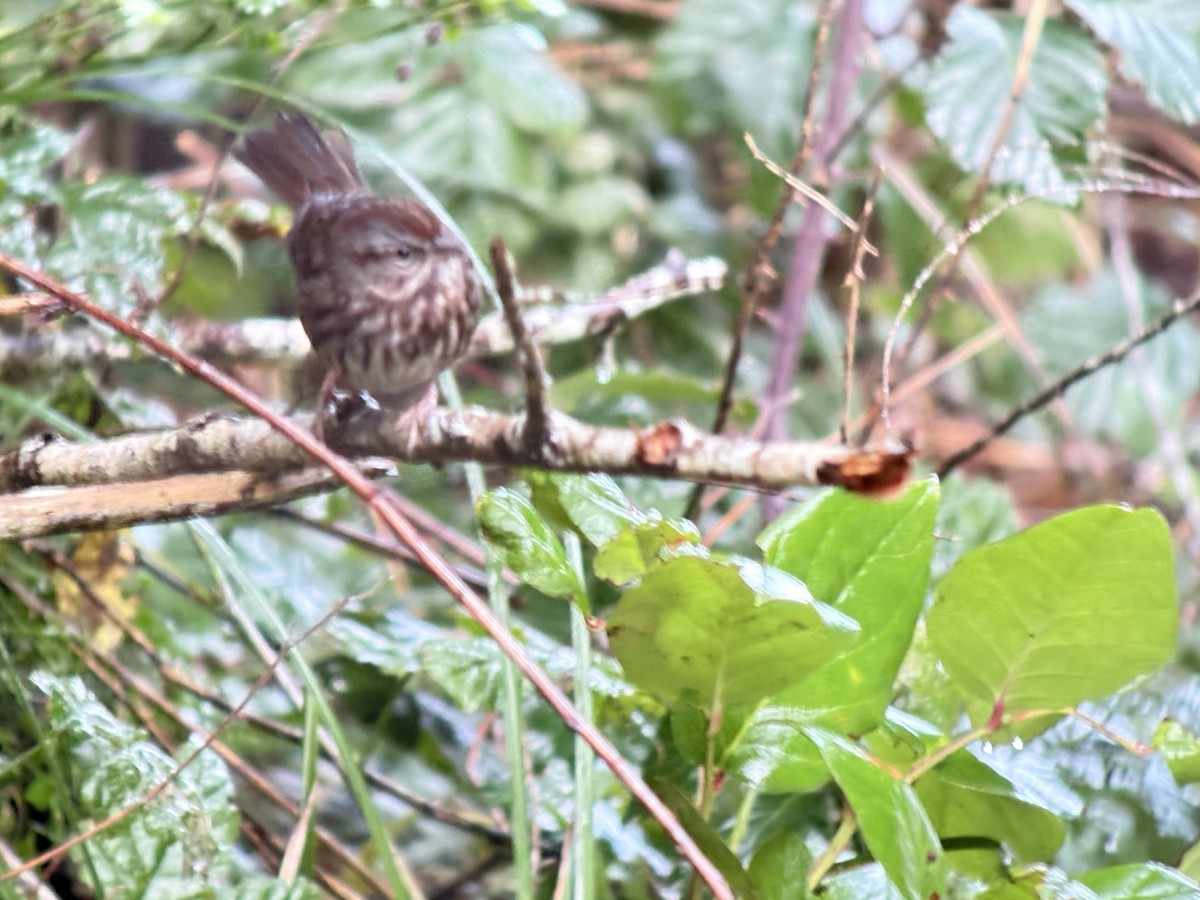 Song Sparrow - ML647636111