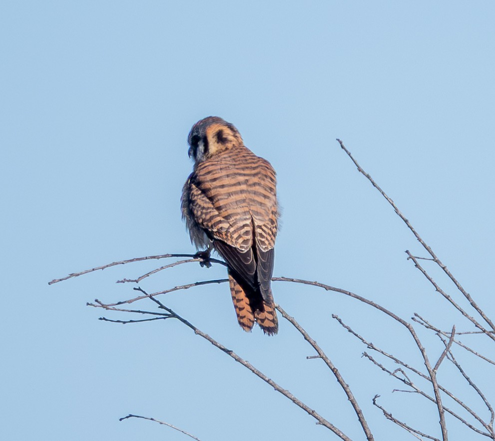 American Kestrel - ML647636118