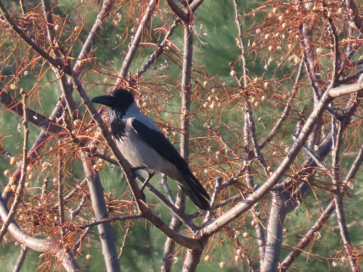 Hooded Crow - ML647636119