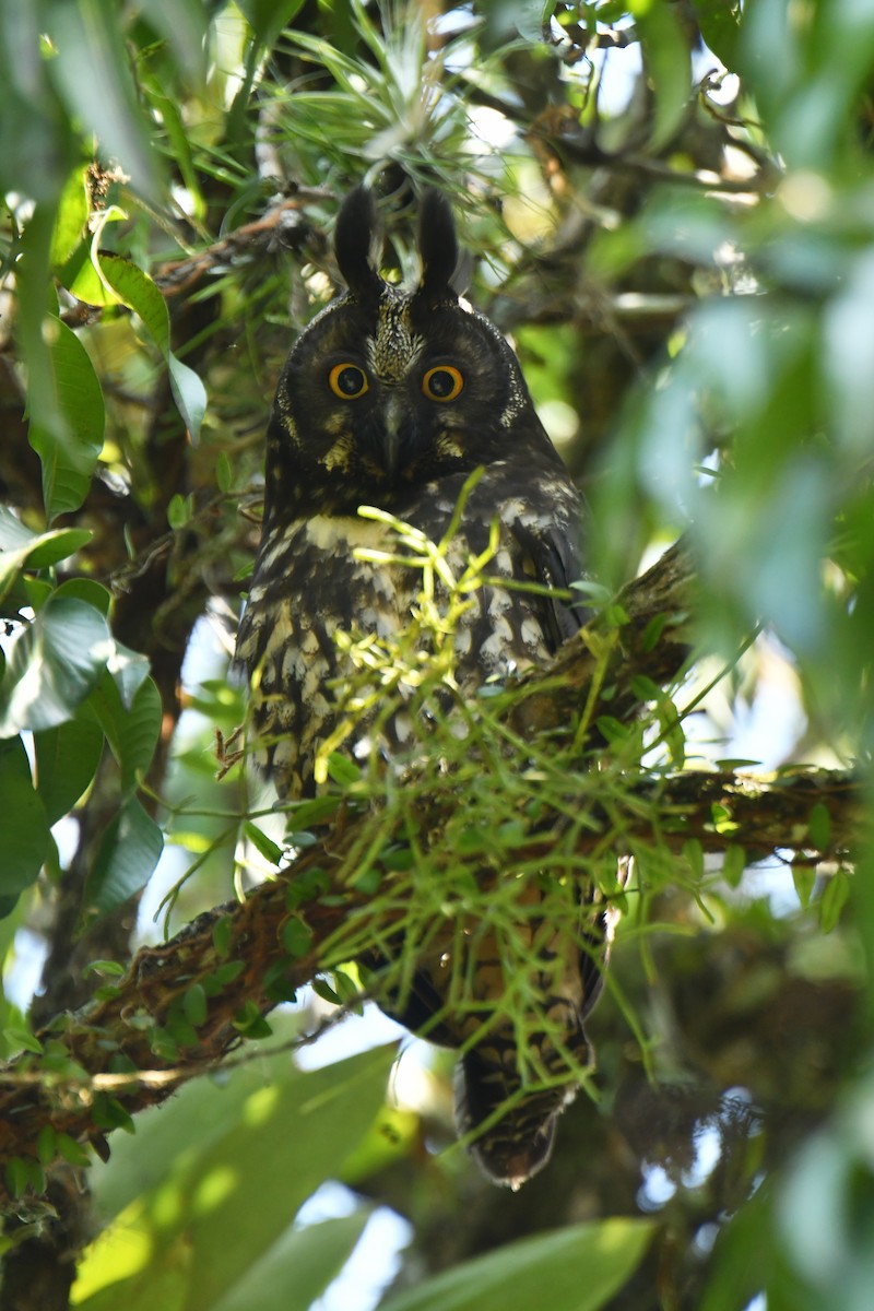 Stygian Owl - ML647636123