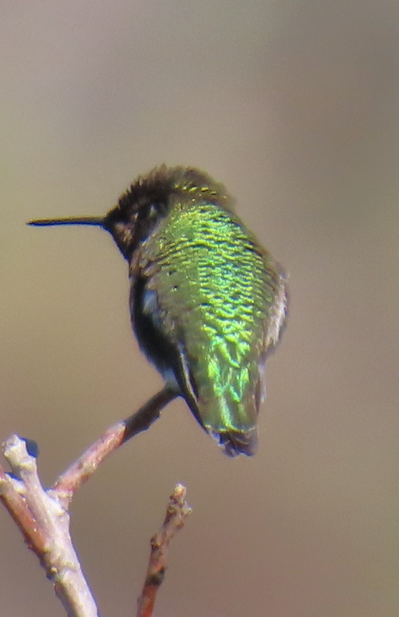 Anna's Hummingbird - ML647636124