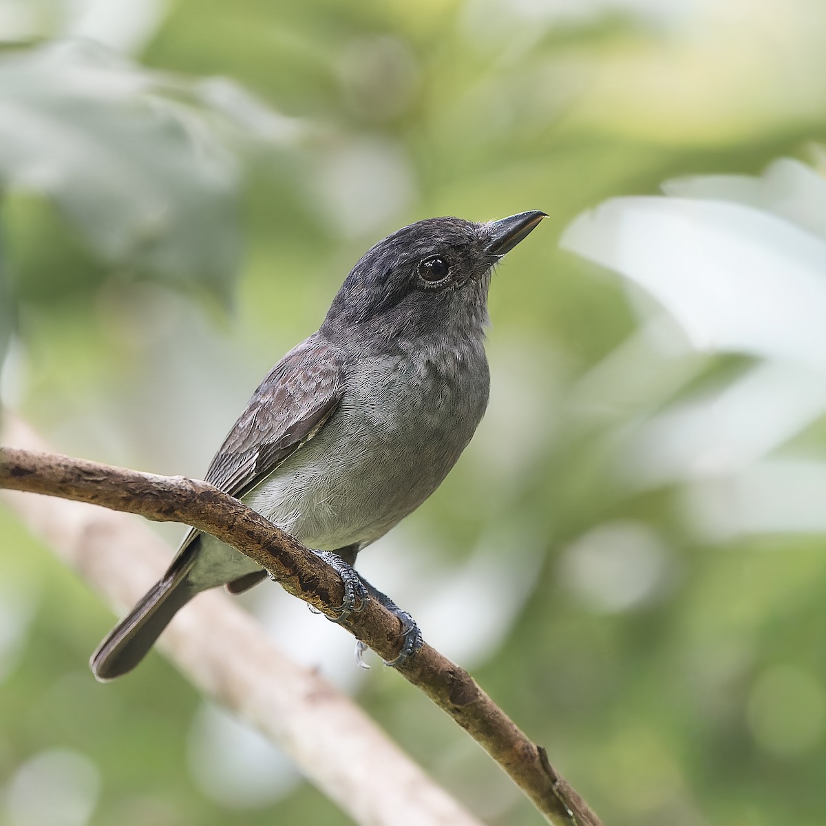 One-colored Becard - ML647636126