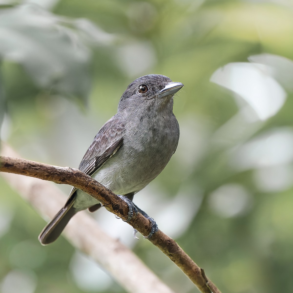 One-colored Becard - ML647636127