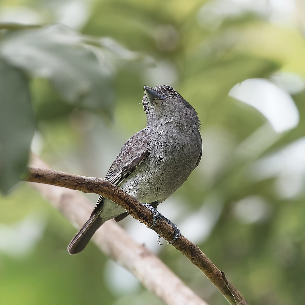 One-colored Becard - ML647636128