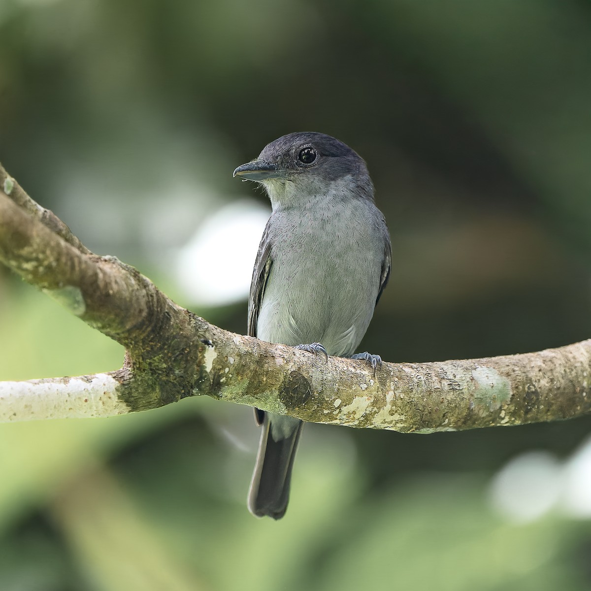 One-colored Becard - ML647636129