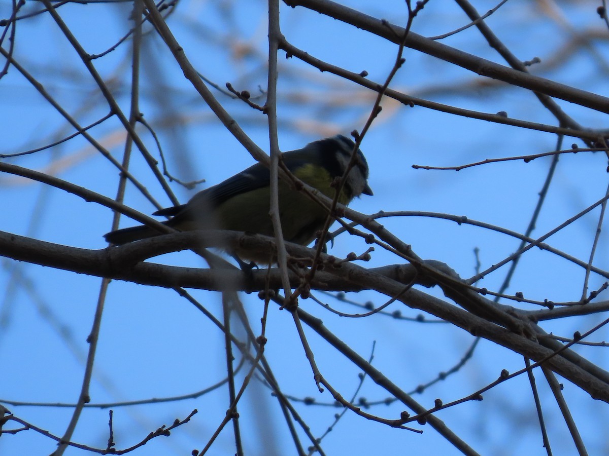 Eurasian Blue Tit - ML647636130