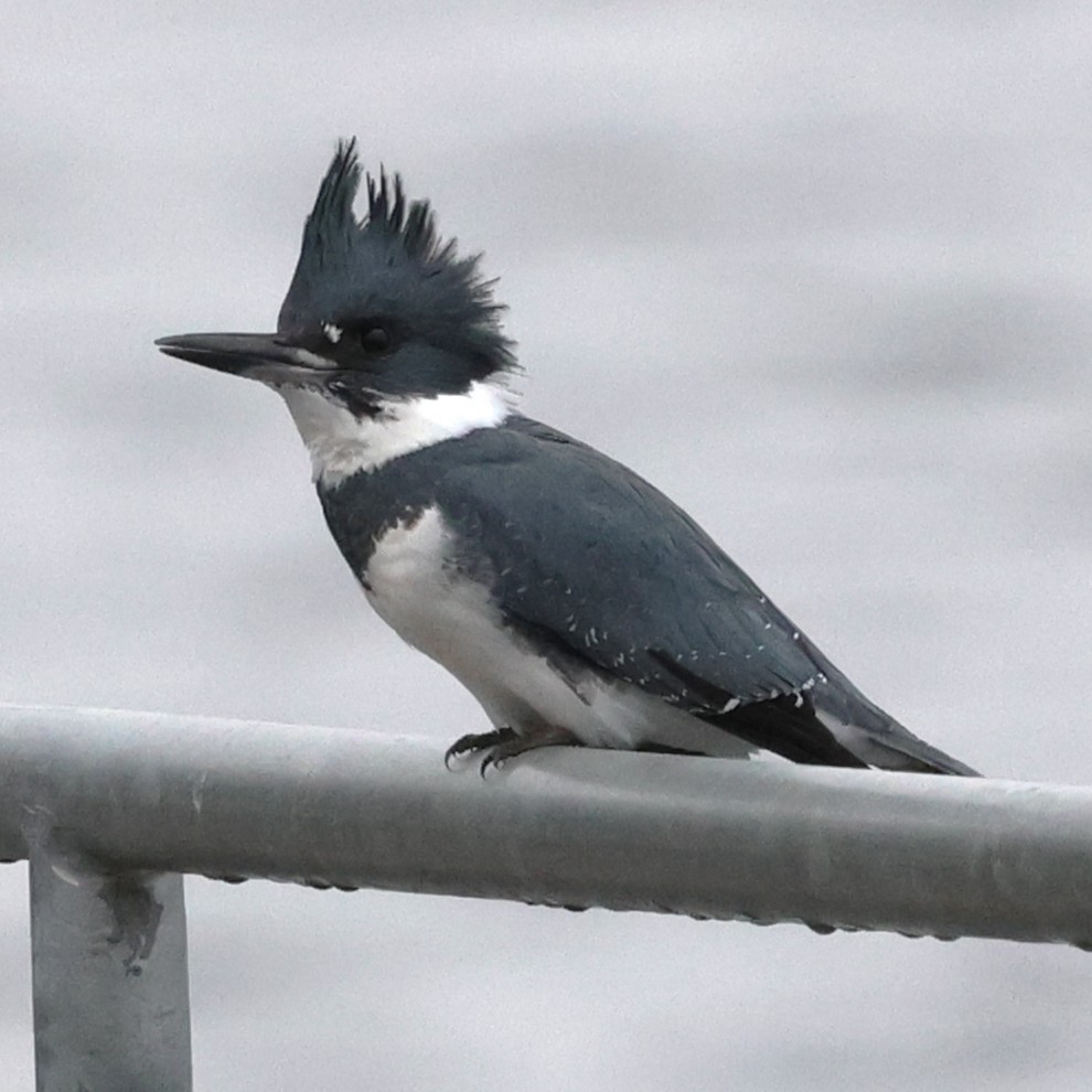 Belted Kingfisher - ML647636131