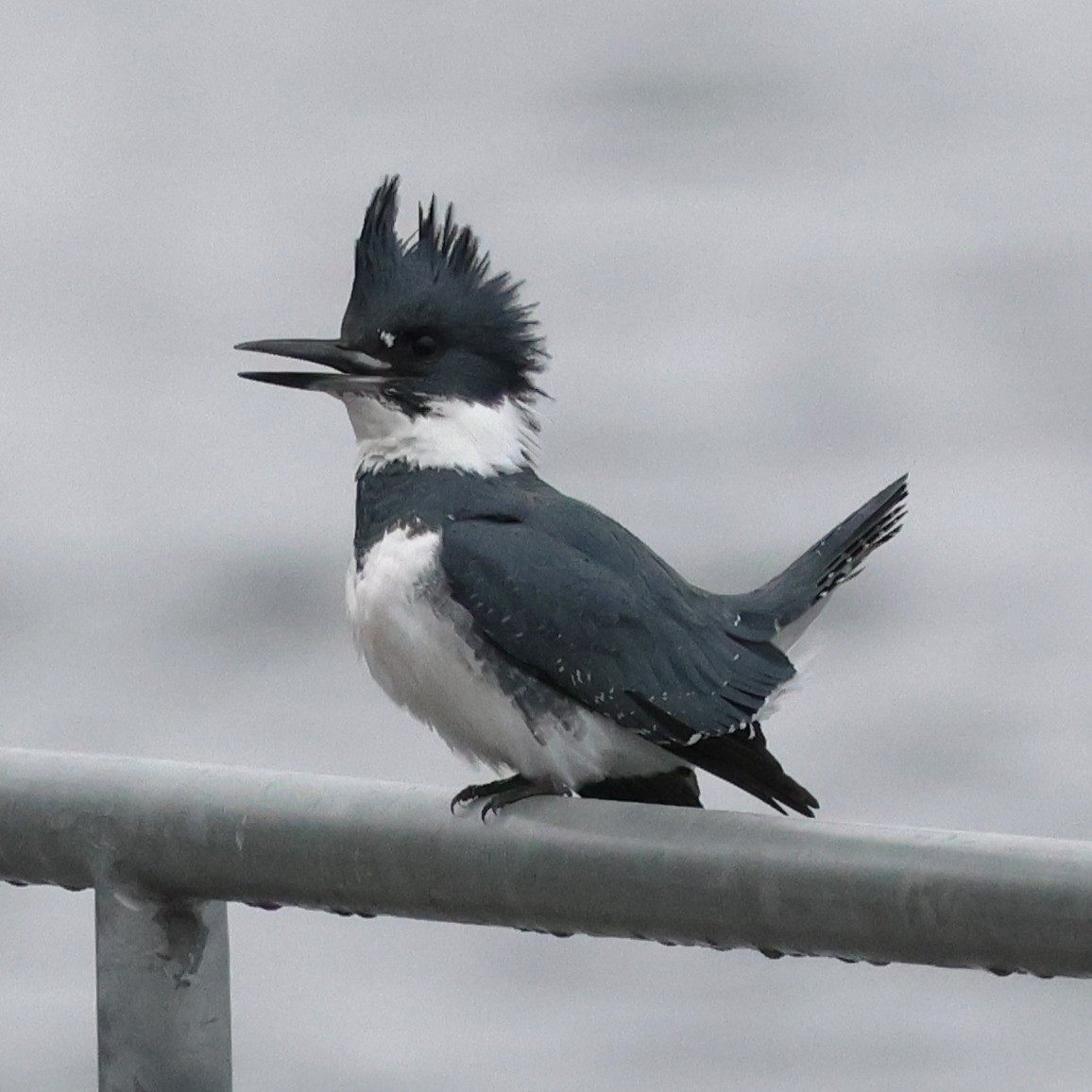 Belted Kingfisher - ML647636132