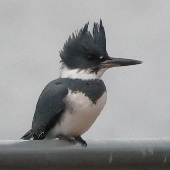 Belted Kingfisher - ML647636133