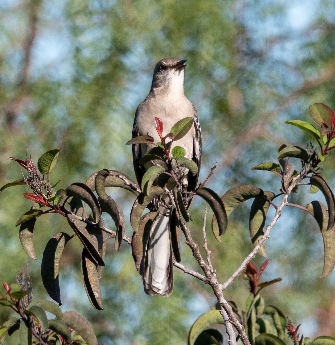 Northern Mockingbird - ML647636134
