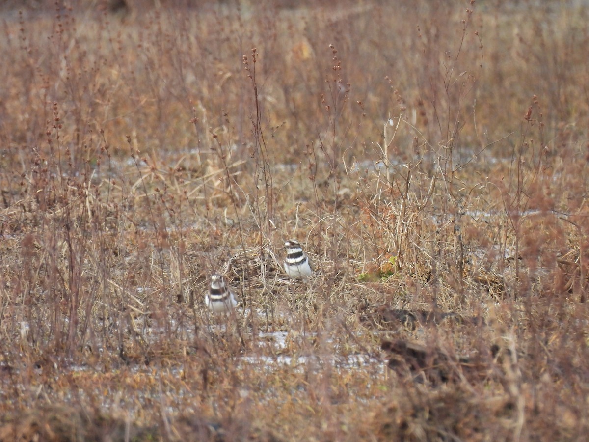 Killdeer - ML647636135
