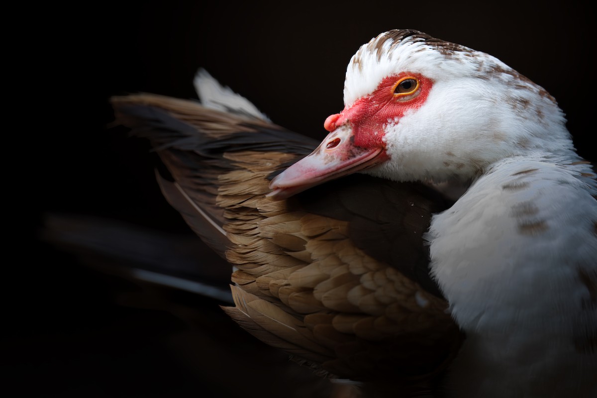 Muscovy Duck (Domestic type) - ML647636137