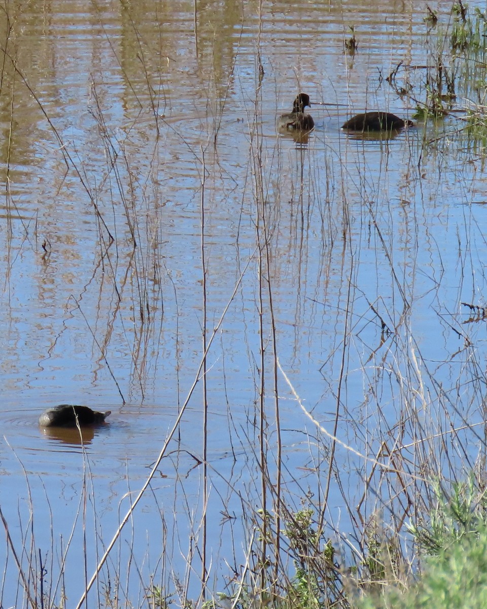 Anna's Hummingbird - ML647636139