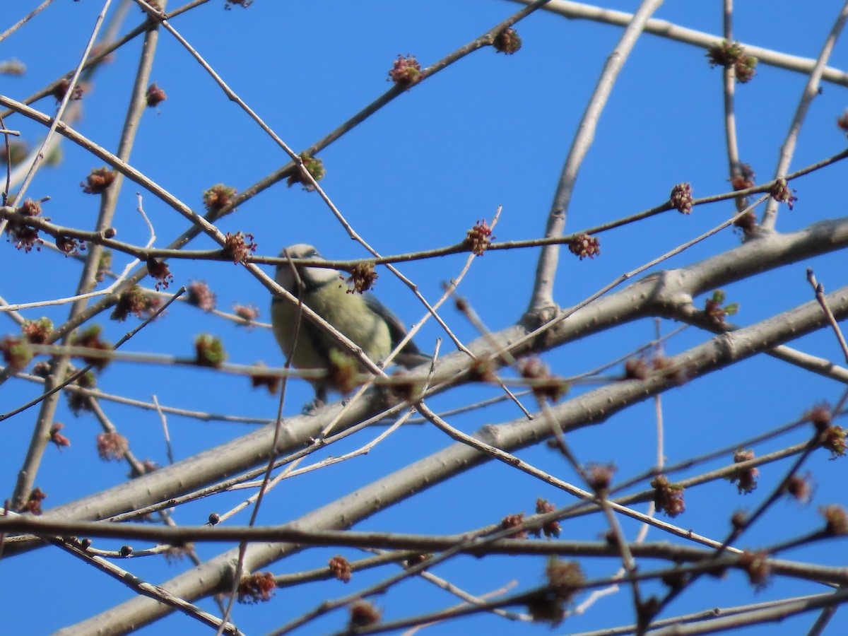 Great Tit - ML647636140