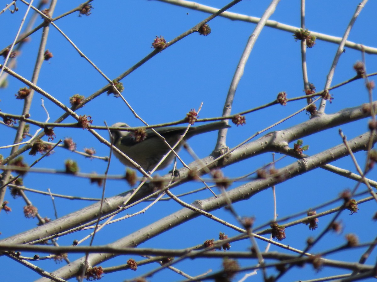Great Tit - ML647636141