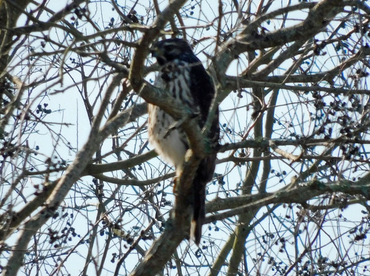 Cooper's Hawk - ML647636144