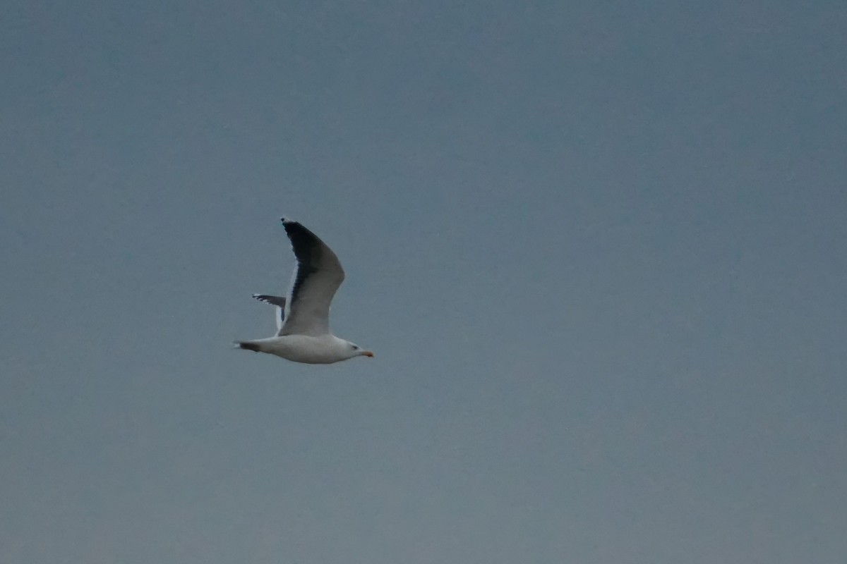 Great Black-backed Gull - ML647636161