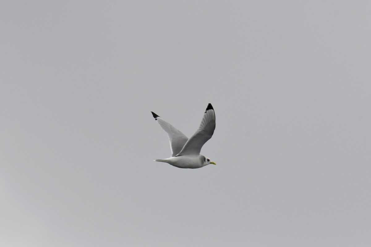 krykkje - ML647636239