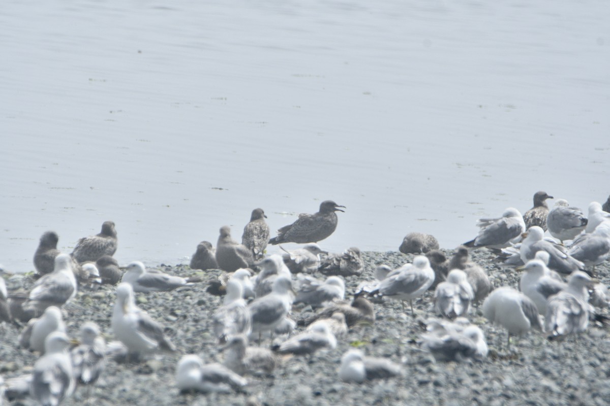 鷗亞科 - ML647636254