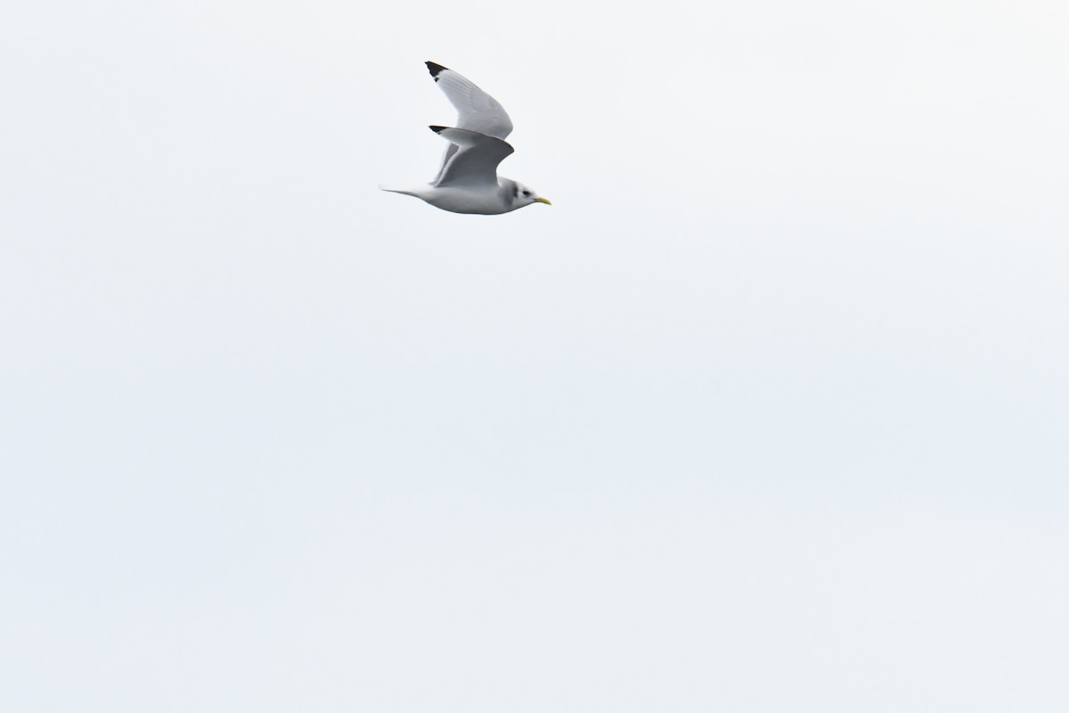 krykkje - ML647636260