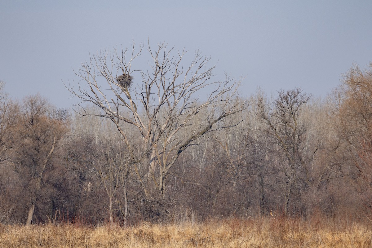 Itsas arrano buruzuria - ML647636265