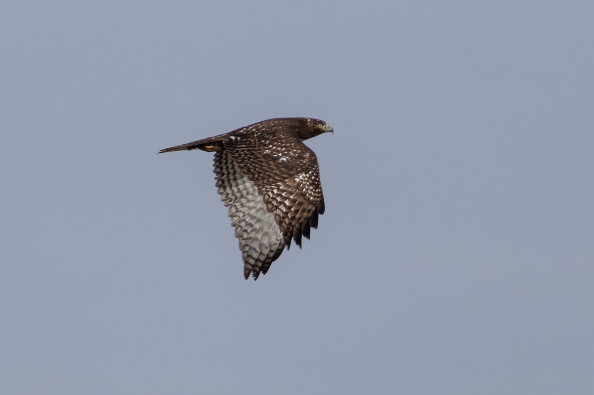 Red-tailed Hawk (Harlan's) - ML647636269