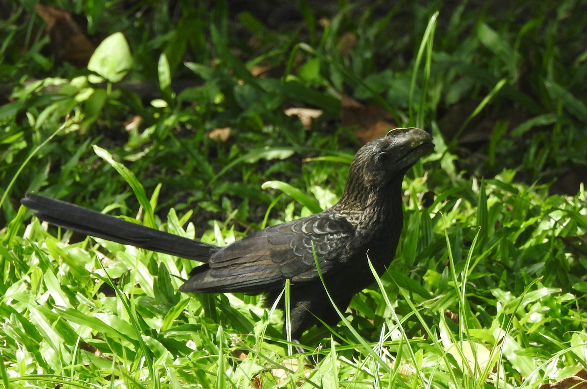 Smooth-billed Ani - ML647636277