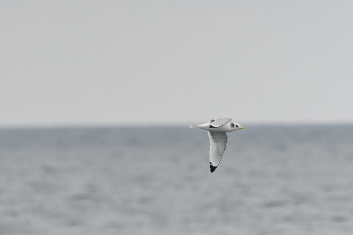 krykkje - ML647636302