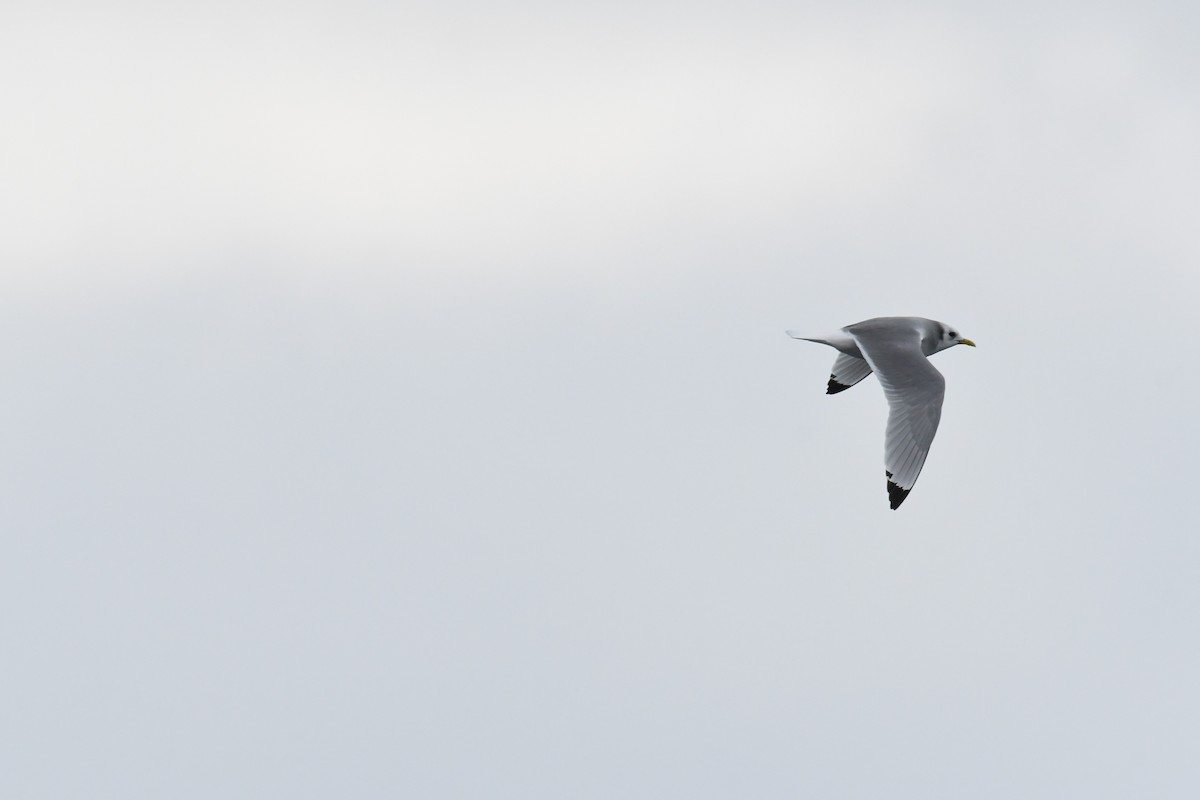 krykkje - ML647636303