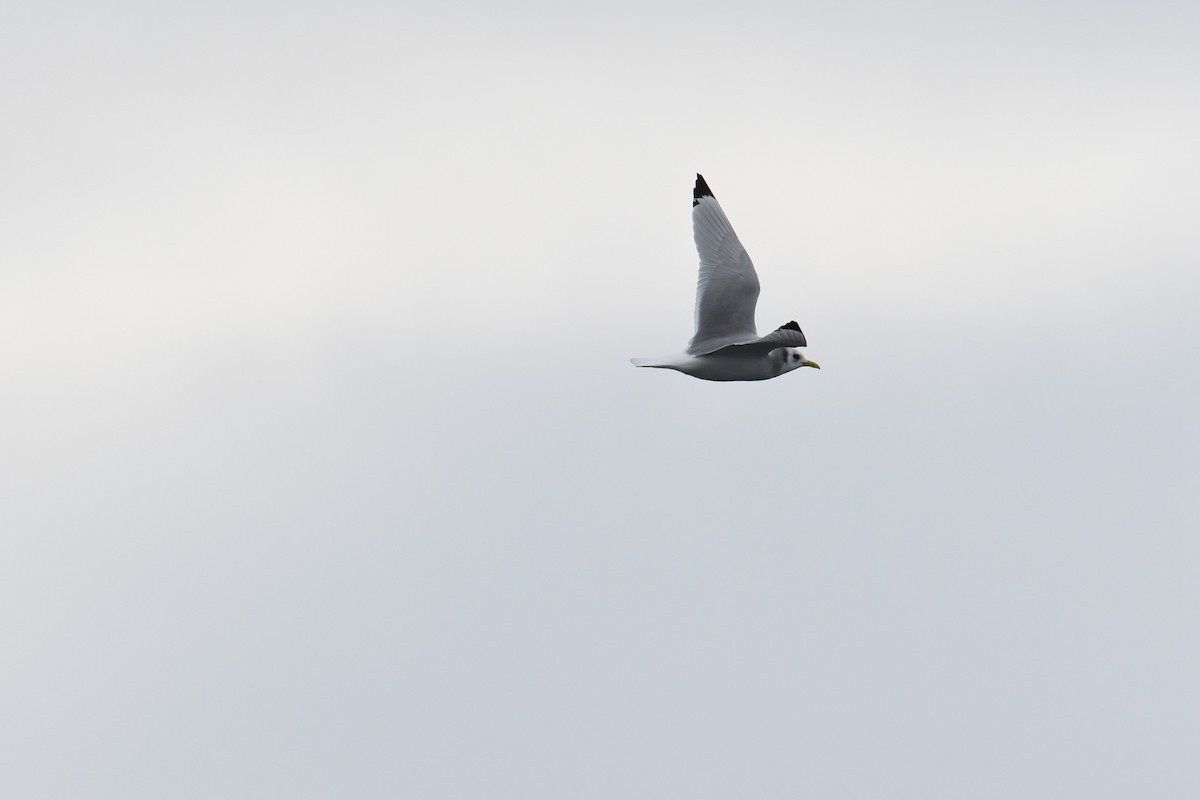 krykkje - ML647636304