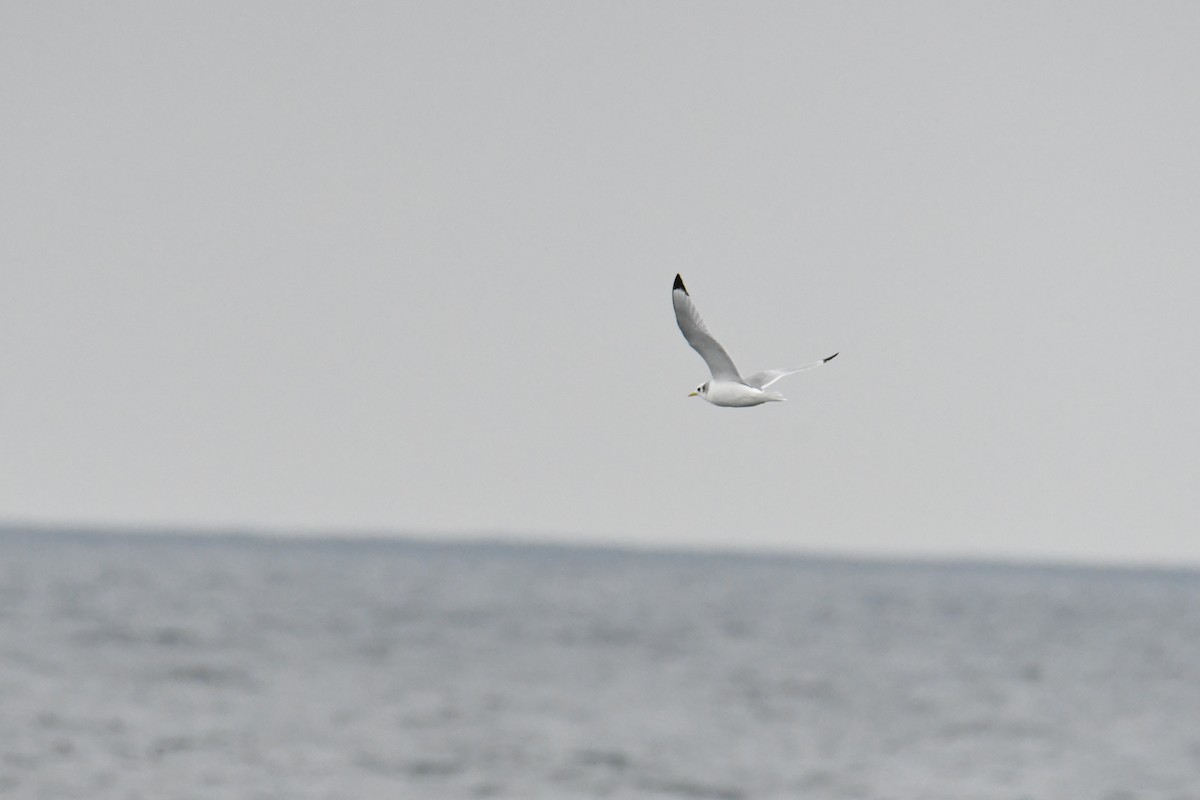 krykkje - ML647636305