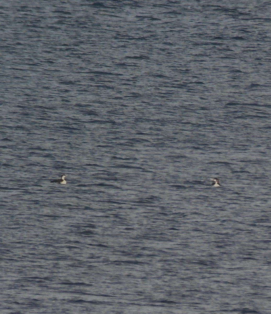 白嘴潛鳥 - ML647636333