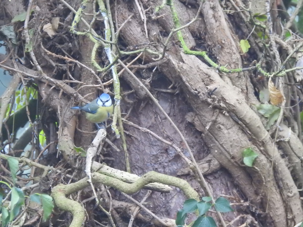 Eurasian Blue Tit - ML647636341