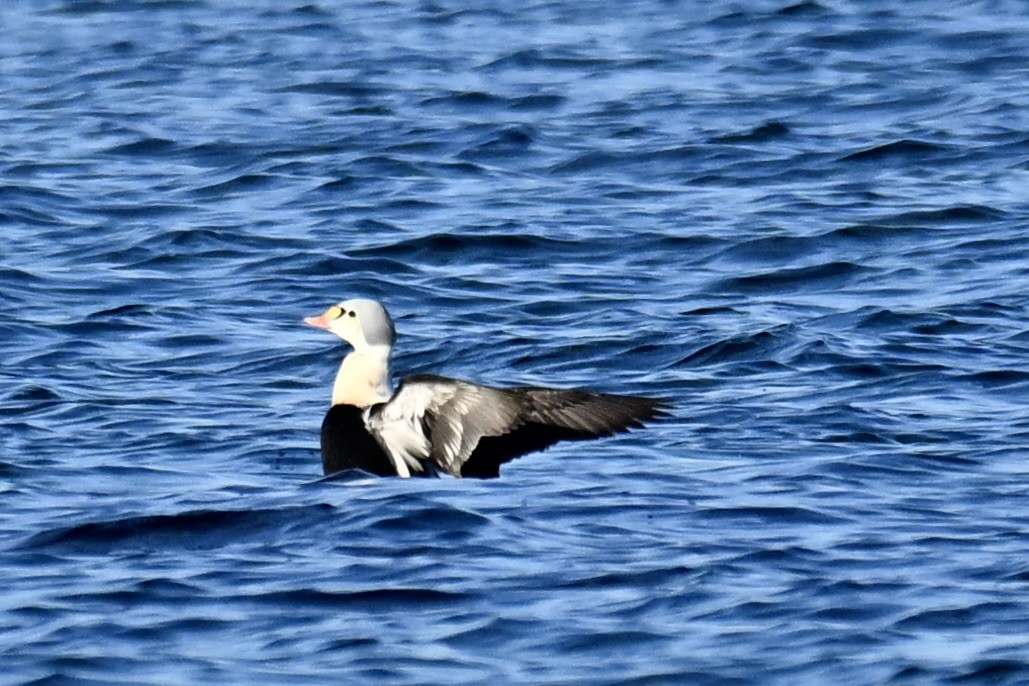 Гага-гребенушка - ML647636351