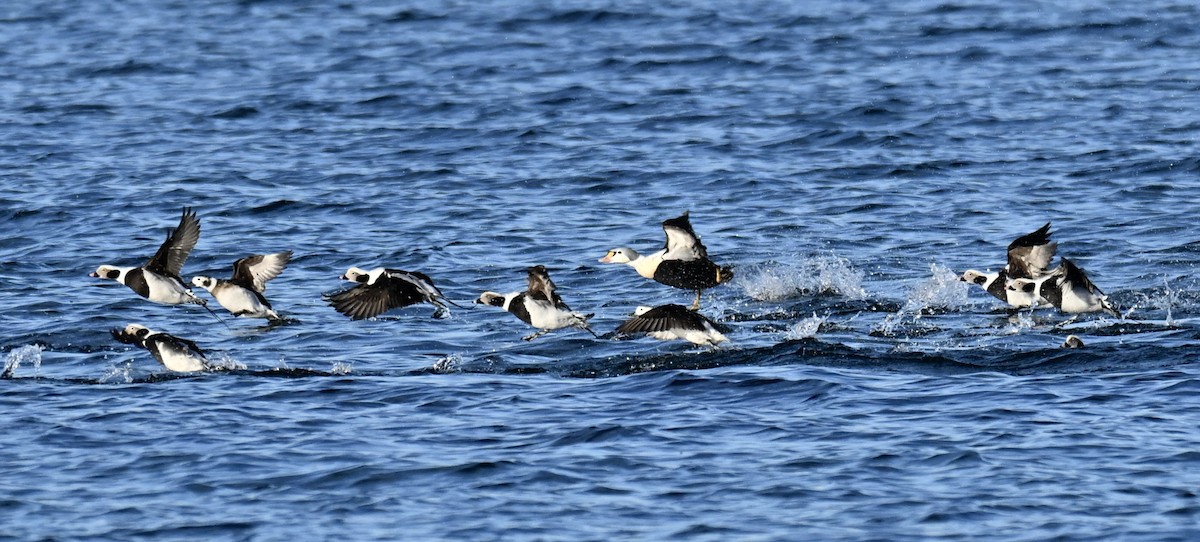 Гага-гребенушка - ML647636354