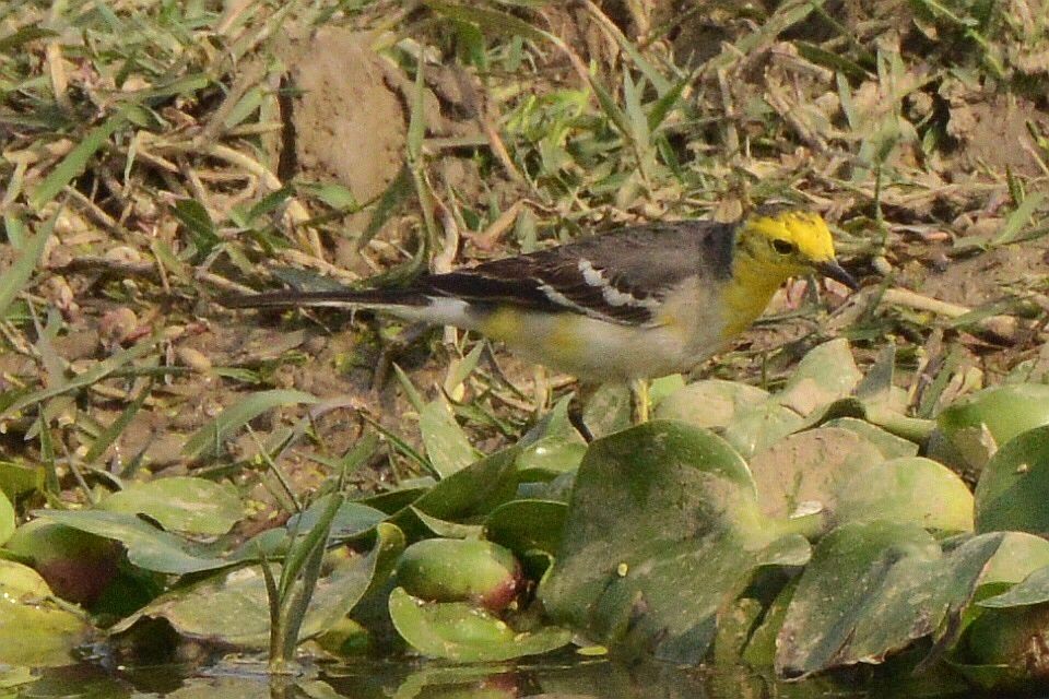 黃頭鶺鴒 - ML647636365